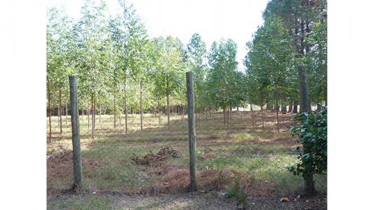 Forestación eucaliptus en Concordia, 500 mt2, 4 habitaciones